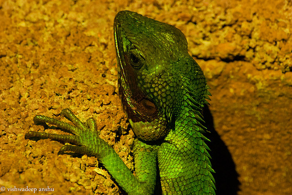 Srilanka-2-4