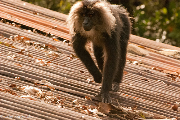 Local trip-0389