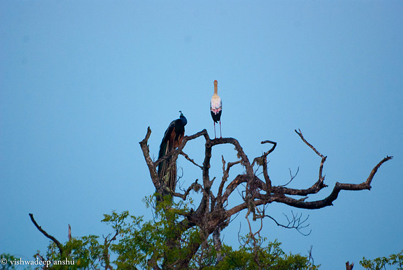 Srilanka-0010