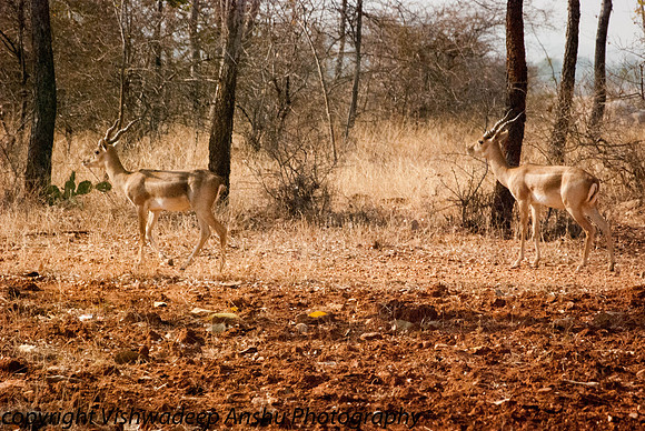 20120310-DSC_0121