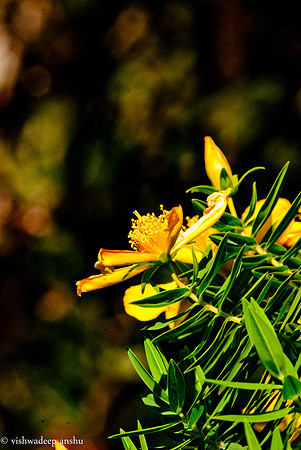 Srilanka-0039
