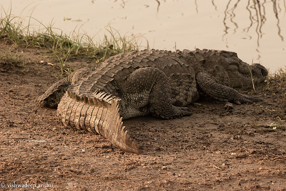 Srilanka-0038
